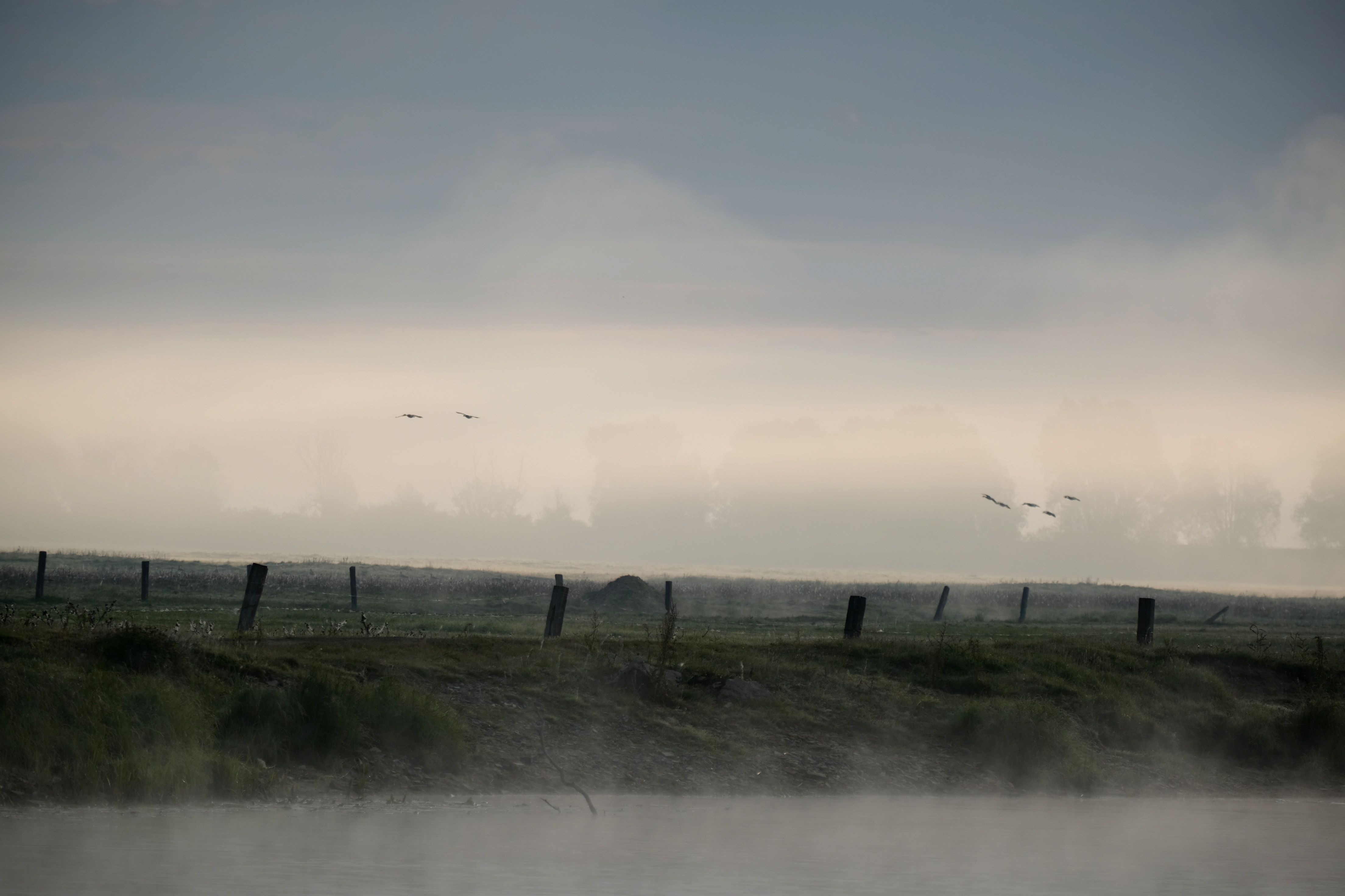 Serene Misty Morning Landscape with Birds · Free Stock Photo