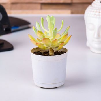 Close-up of a green succulent in a small white pot, exhibited in a modern indoor setting.（イメージ）