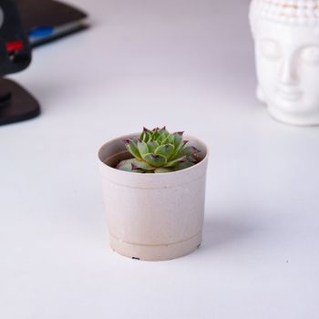 A small green succulent in a simple white pot on a desk, perfect for indoor decor and office spaces.（イメージ）