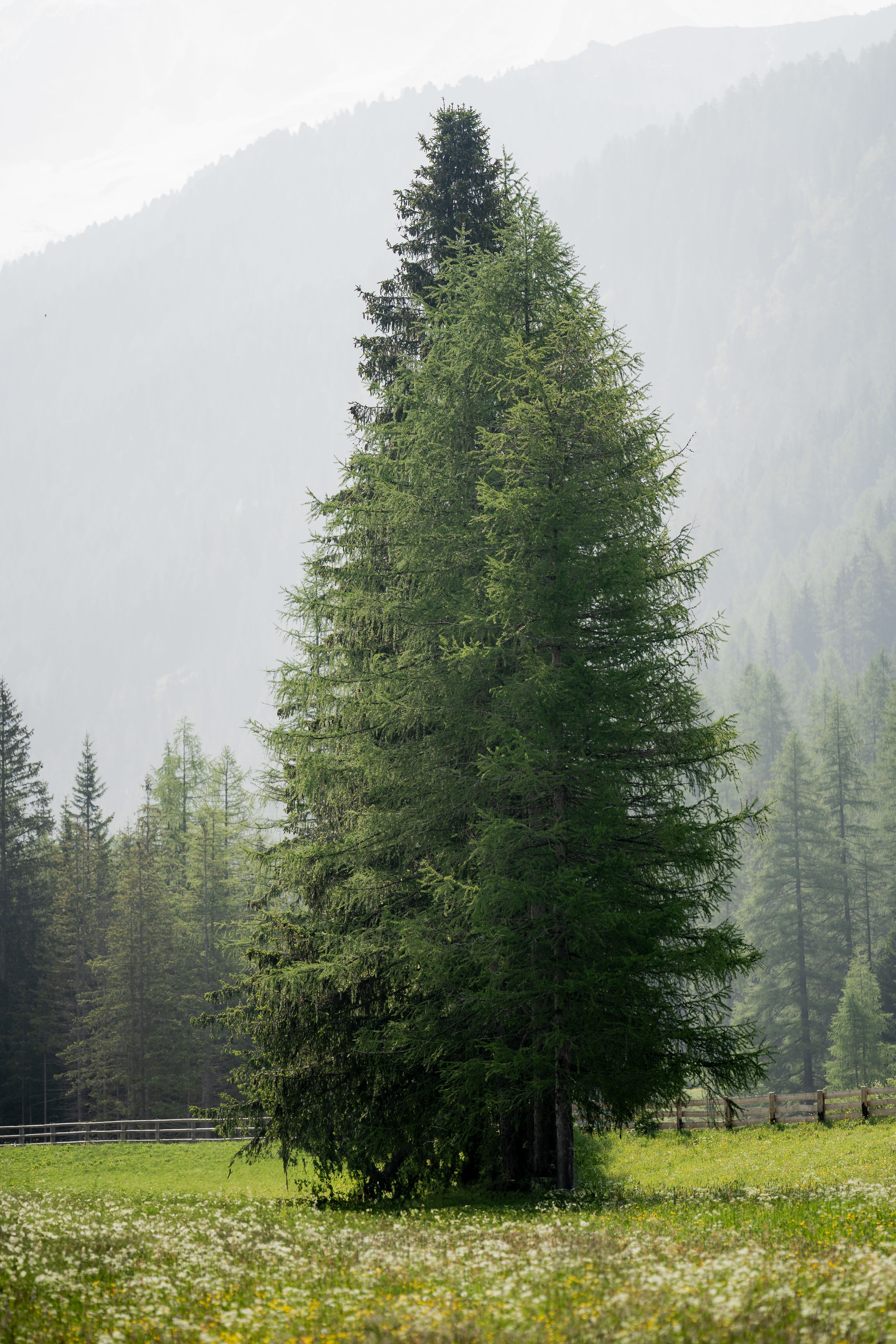 A solitary larch tree stands in a serene mountain meadow.
