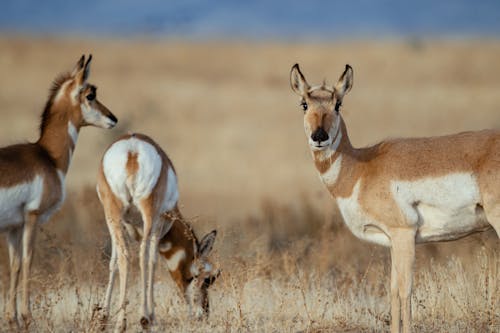 Photo Of Gazelle On Grass