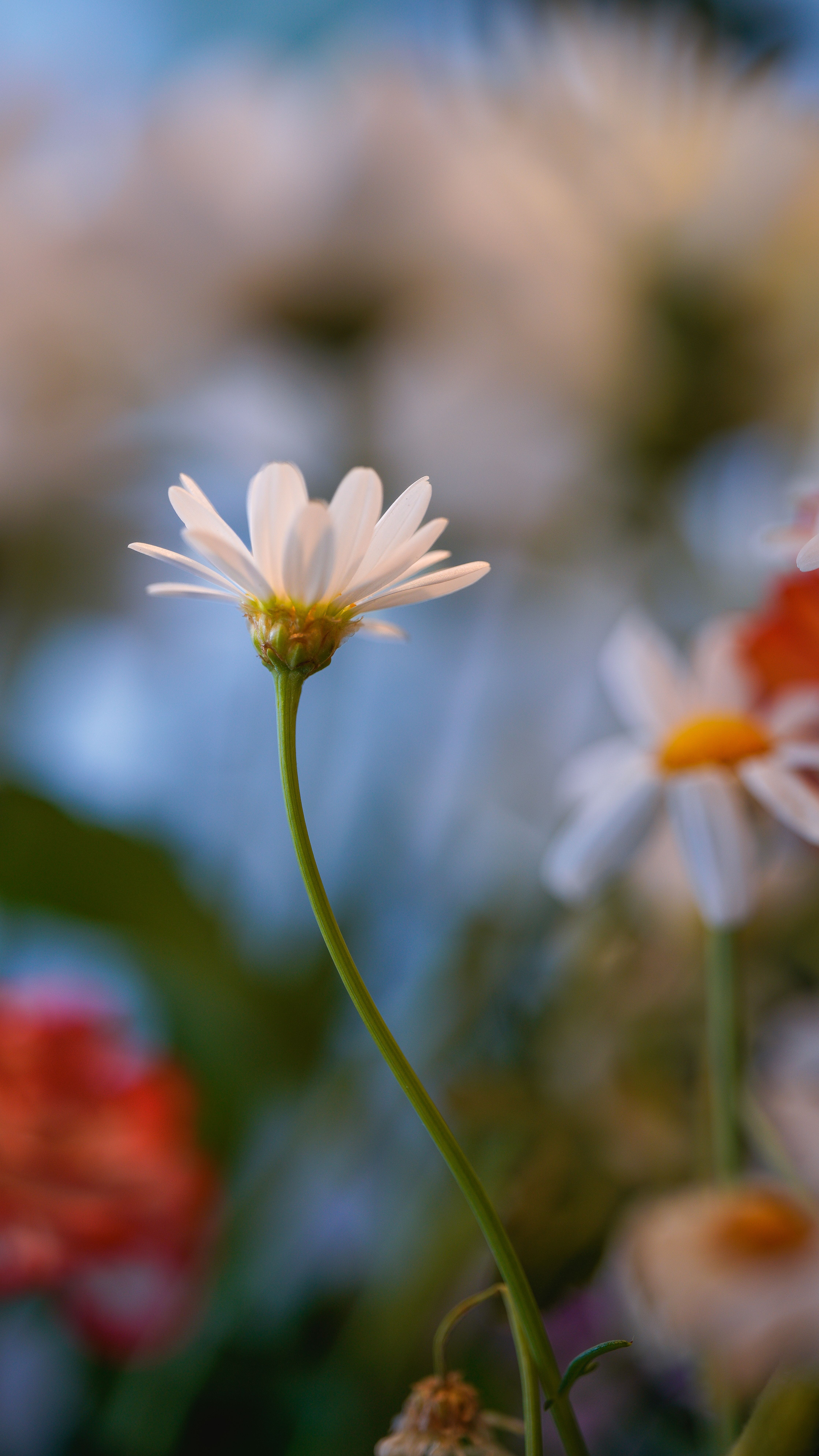 Close-up of a white daisy in a vibrant, blurred floral arrangement, exuding a serene spring feel.