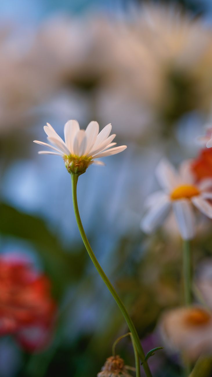 Close-up of a white daisy in a vibrant, blurred floral arrangement, exuding a serene spring feel.