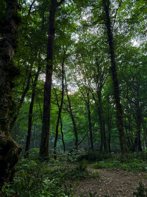 Free Tranquil trail through lush green forest with sunlight peeking through trees. Stock Photo