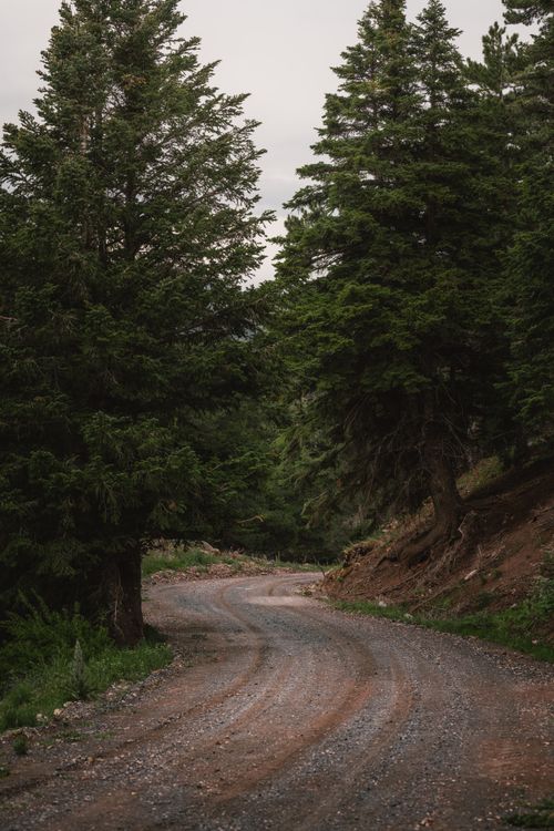 Free A winding gravel road meanders through a serene pine forest, perfect for a peaceful nature walk. Stock Photo