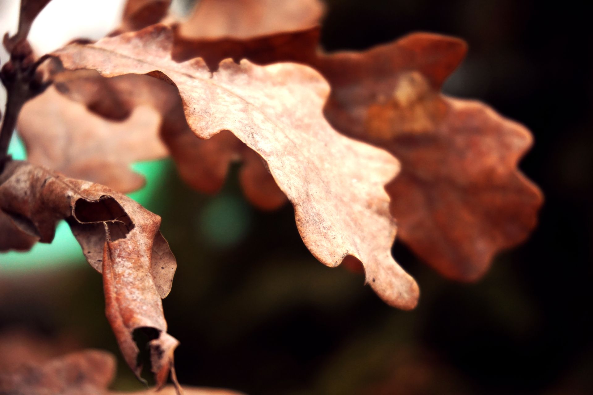 Close-up View of Dry Leaves