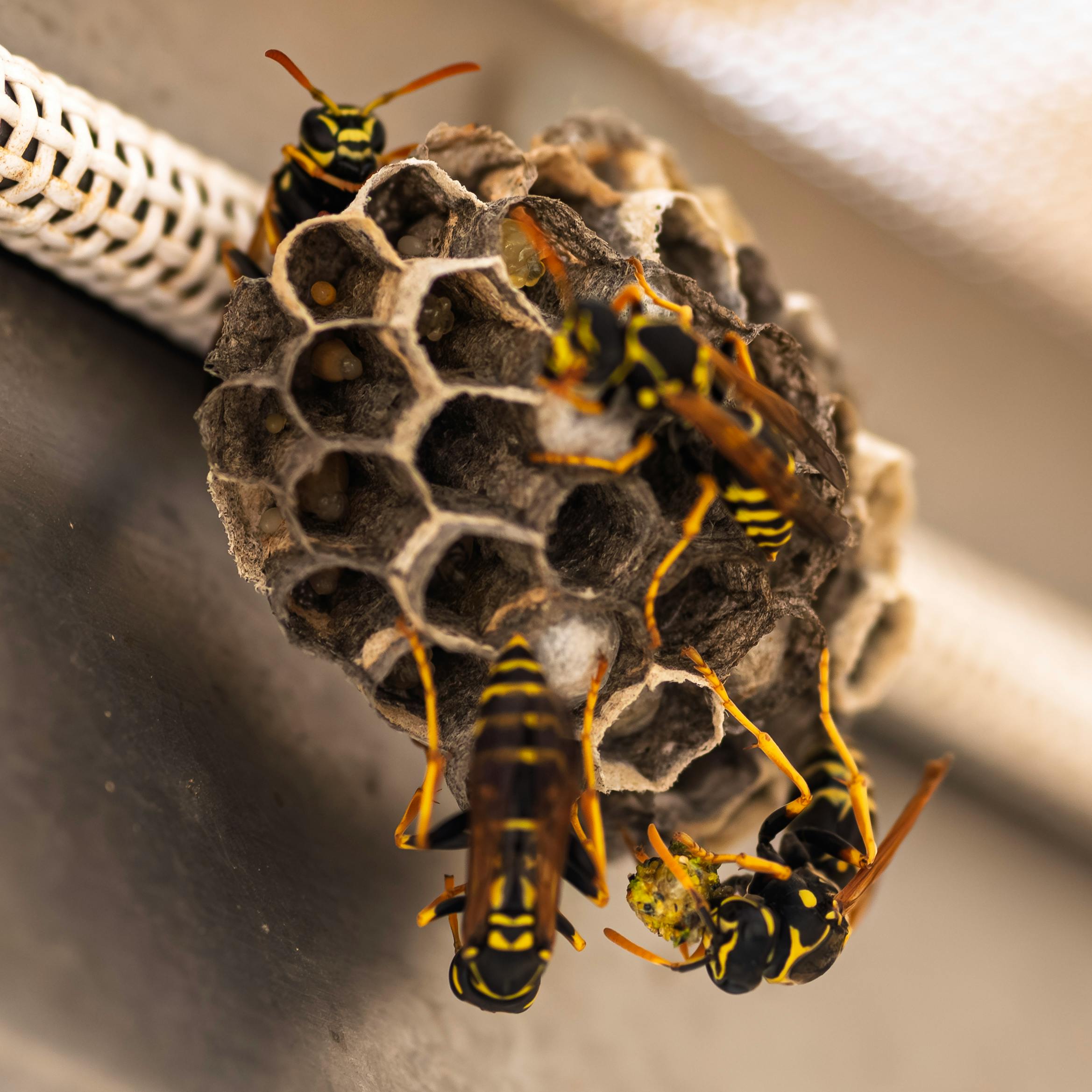 Close-up view of yellow jacket wasps tending to their nest in an outdoor setting.