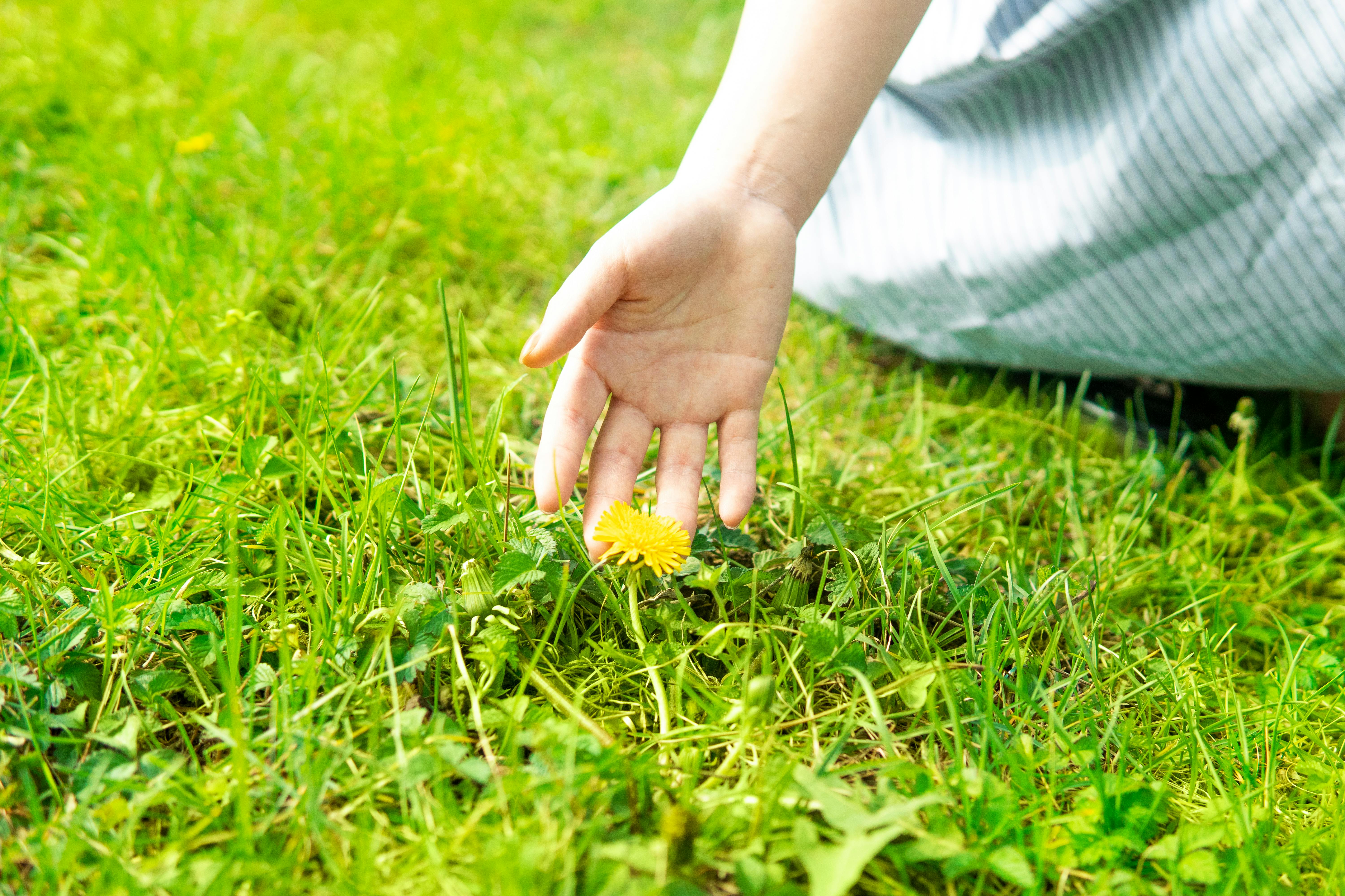 How to Use White Vinegar Safely and Effectively on Weeds - weed control lawn care