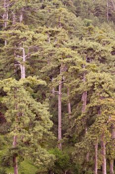 Serene view of a dense pine forest in soft natural light, evoking tranquility and connection to nature.