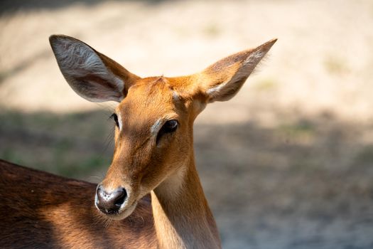 Graceful deer captured in profile within a sunlit forest setting.