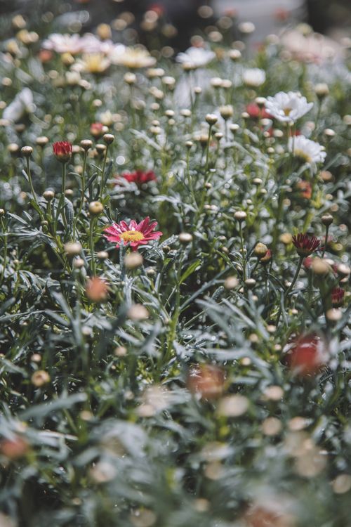 Free A close-up view of colorful daisies in a lush spring meadow with a bokeh effect. Stock Photo