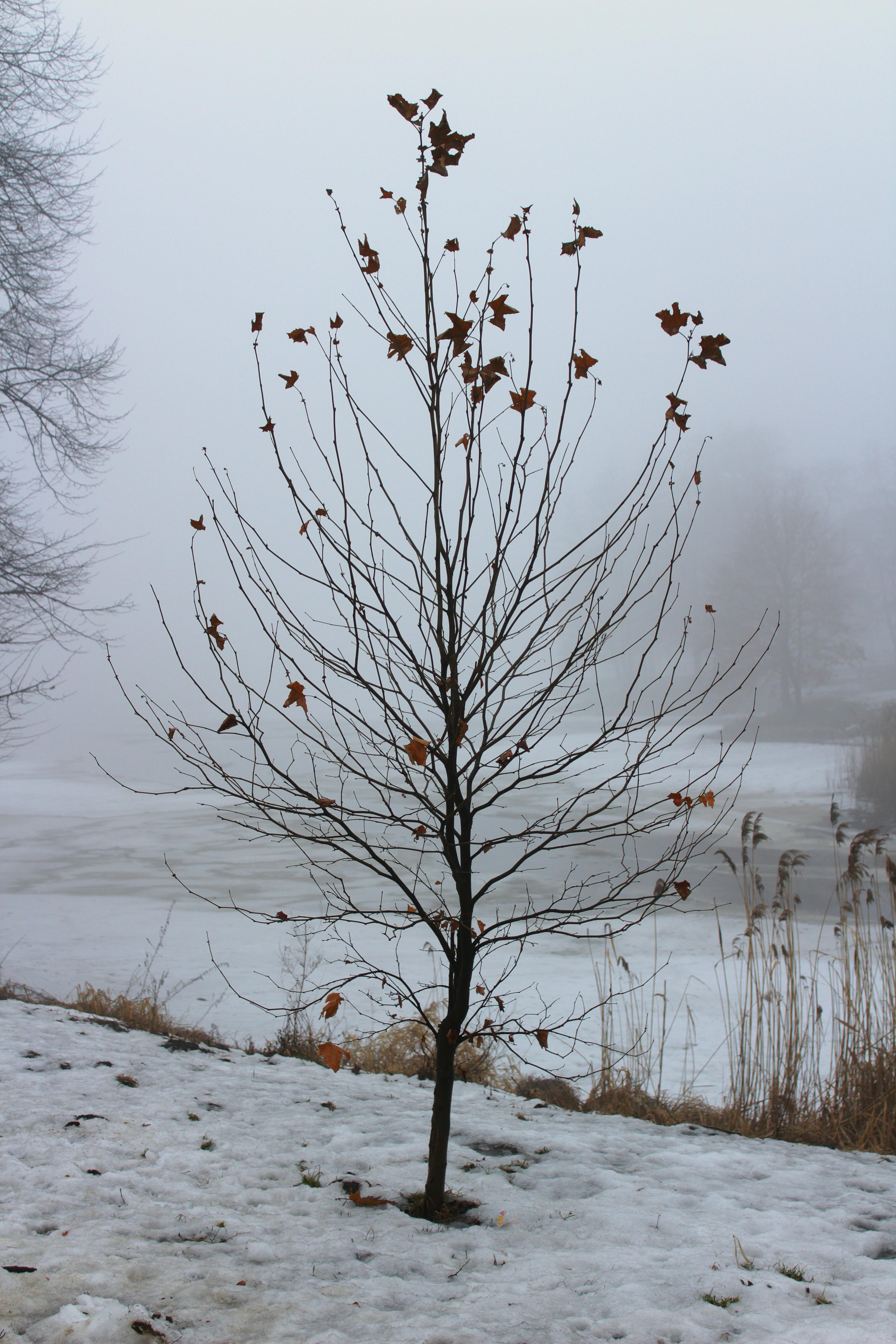 Free stock photo of small, tree