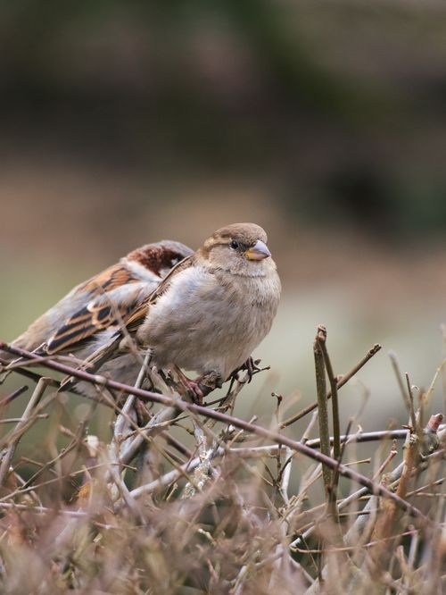 Free A detailed shot of a house sparrow perched on a branch in a natural environment, showcasing its delicate features. Stock Photo