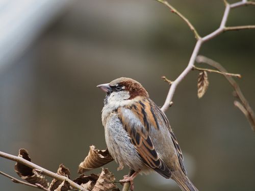 Free A sparrow perched on a branch, captured outdoors in a natural setting. Stock Photo