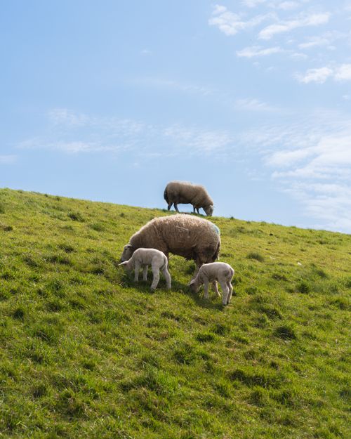 Free A group of sheep grazing on a green hillside under a bright blue sky. Stock Photo