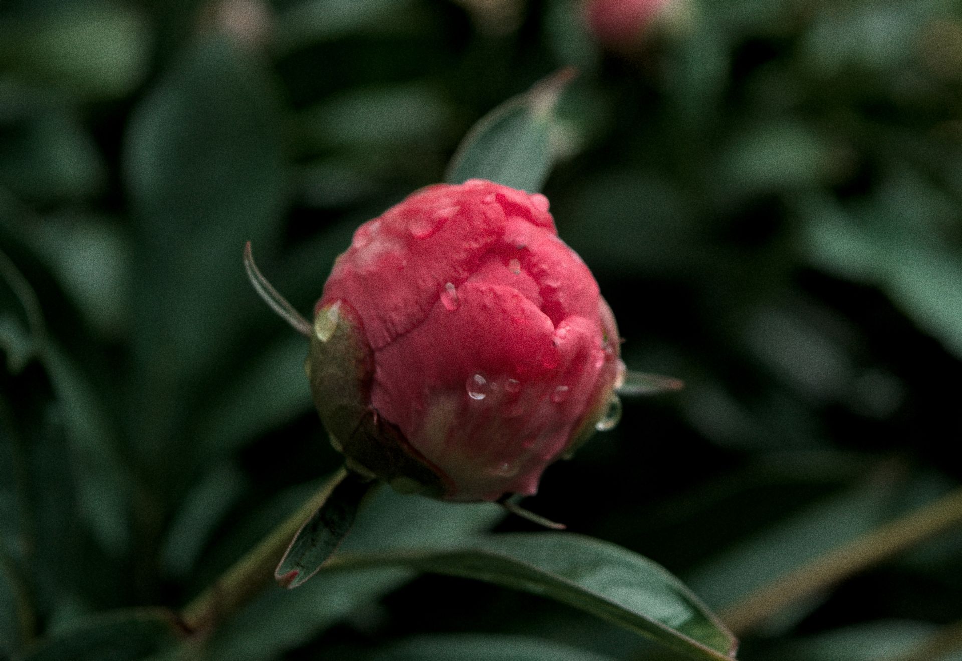 A vibrant red peony bud with dewdrops in a lush green garden, capturing freshness.