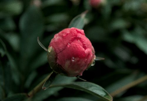 Free A vibrant red peony bud with dewdrops in a lush green garden, capturing freshness. Stock Photo