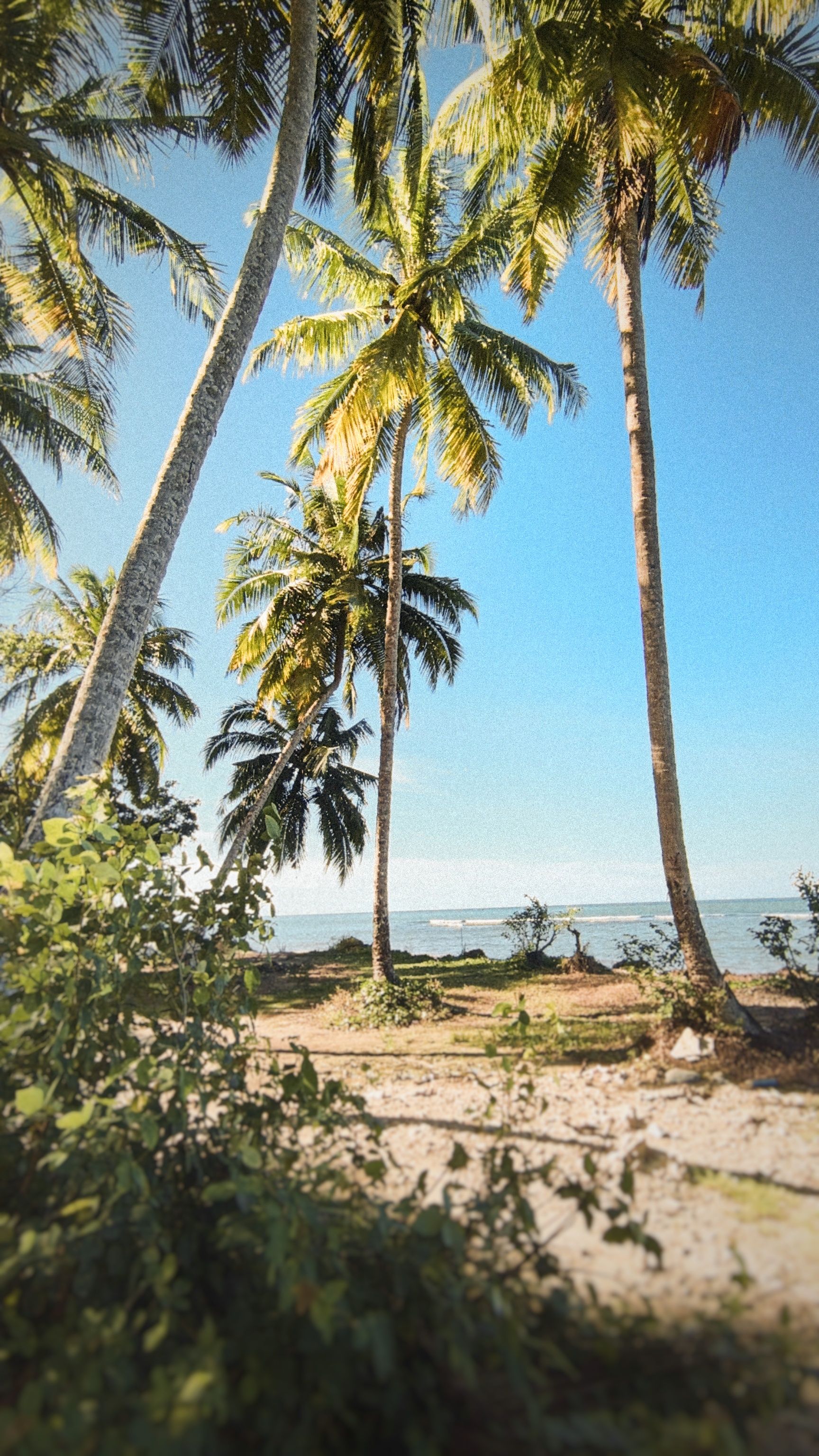 Scenic view of palm trees on a serene beach in Indonesia, perfect tropical escape.