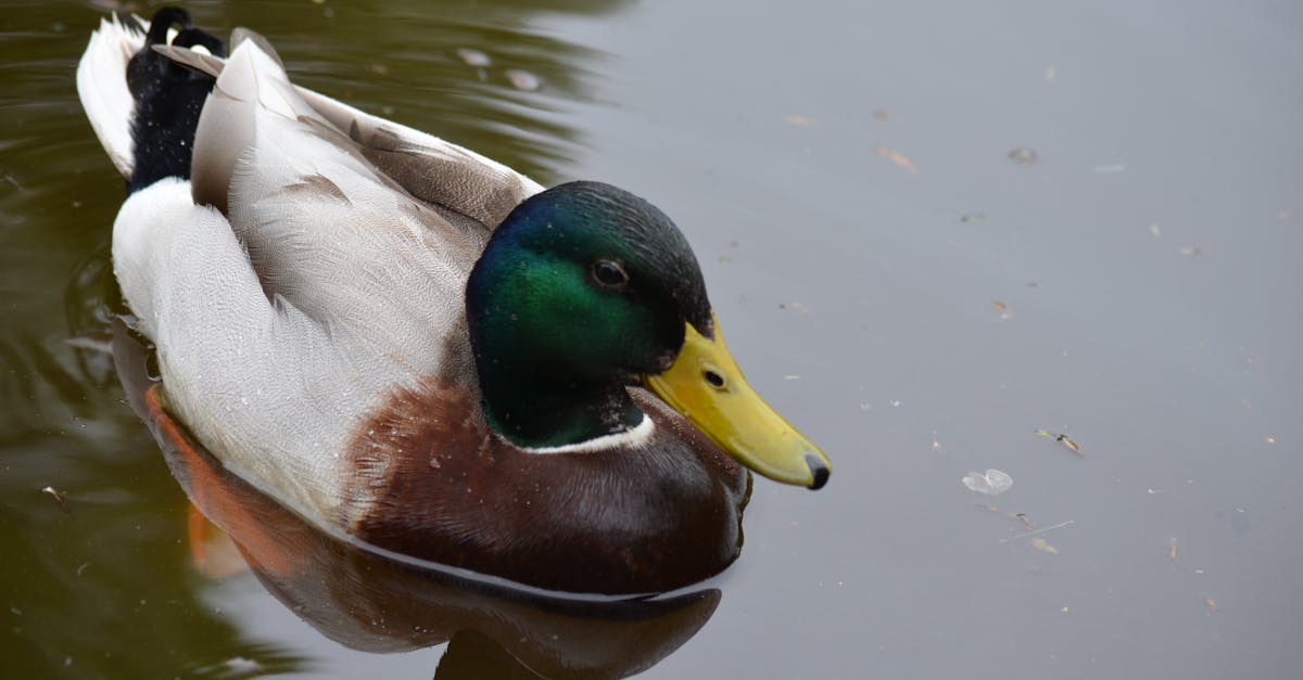 Free stock photo of ducks, HD wallpaper, pond