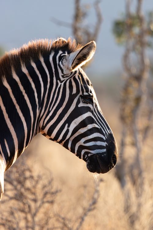 Free Portrait of a plains zebra in its natural habitat in Taita-Taveta County, Kenya. Stock Photo