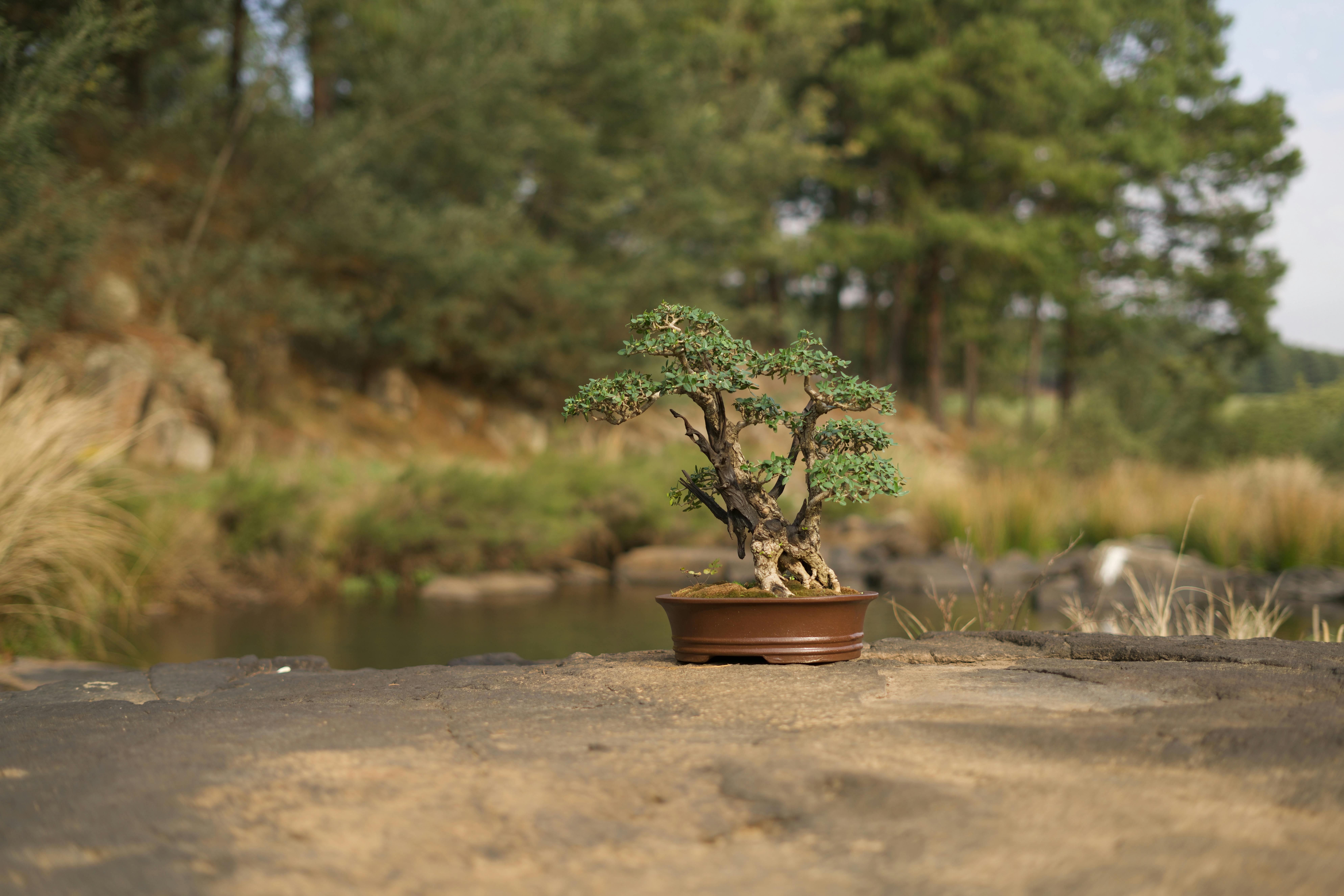 An image of a mini bonsai tree in a brown flowerpot. The tree has a twisted trunk and green foliage, sitting on a flat rock surface. The background is a natural outdoor setting with water, rocks, and other vegetation. 