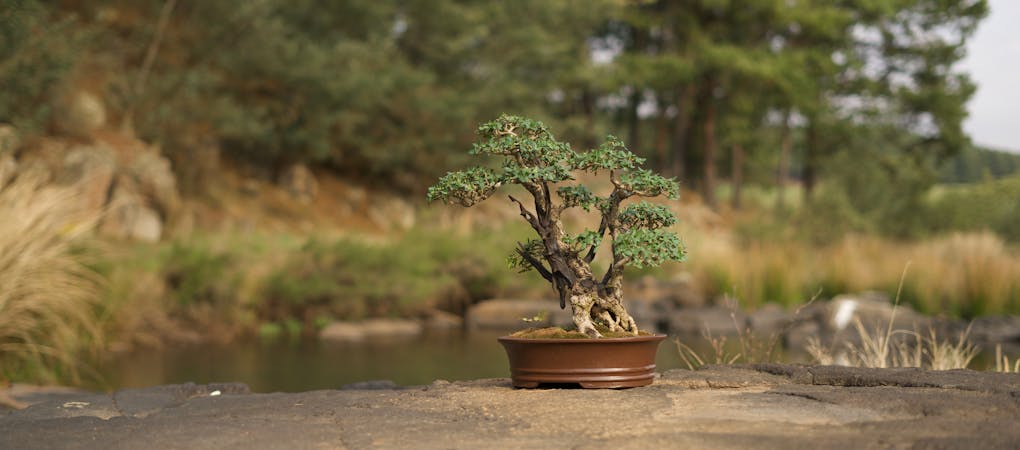 An image of a mini bonsai tree in a brown flowerpot. The tree has a twisted trunk and green foliage, sitting on a flat rock surface. The background is a natural outdoor setting with water, rocks, and other vegetation.