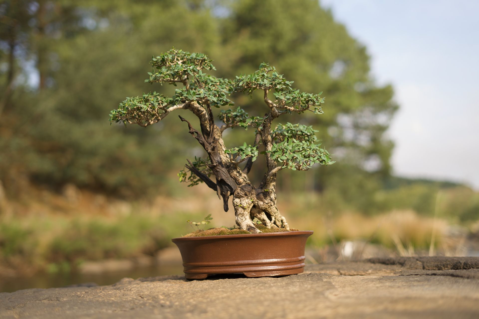 A detailed bonsai tree in a pot outdoors, showcasing its intricate branches on a stone surface.