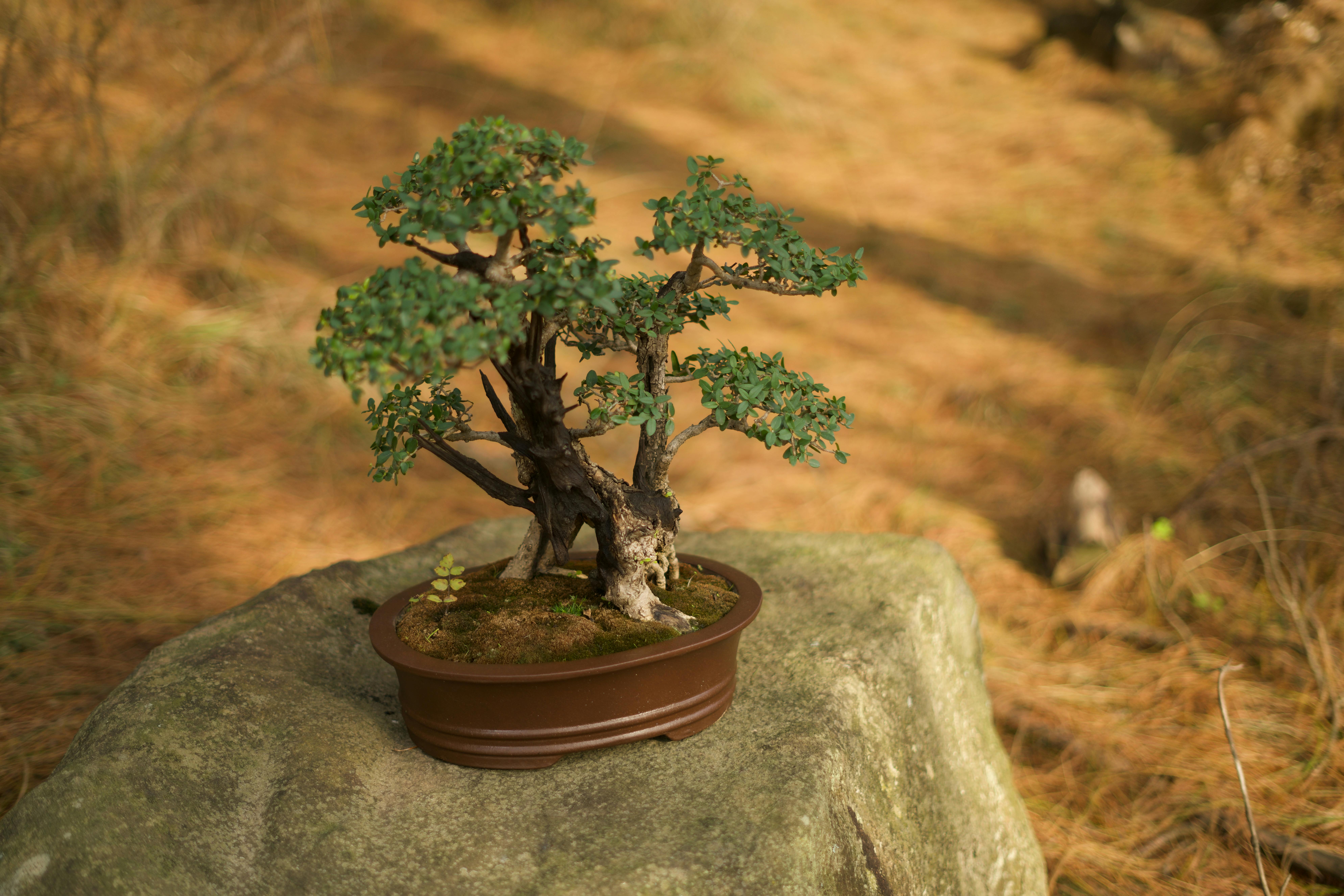 A small, green bonsai tree in a brown pot sitting on a large rock with a blurred natural background.