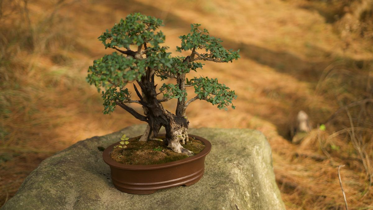 Bonsai pin sylvestre en hiver