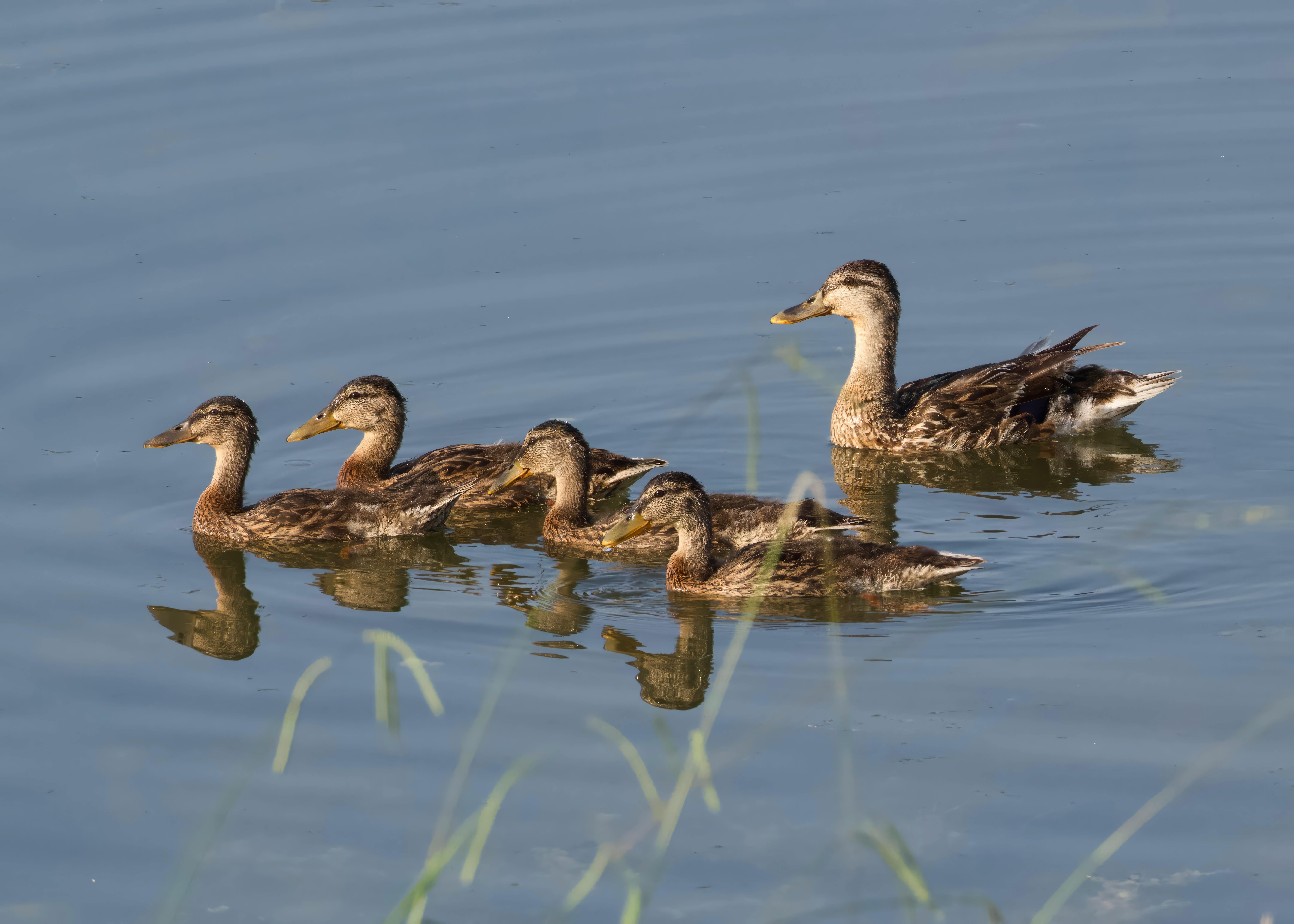 Duck Creek Launches Agentic Product Configurator to Accelerate Insurance Policy Product Implementation By 50% — Photo by A. G