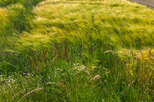 Vibrant green field featuring tall, swaying grasses and wildflowers under gentle sunlight.