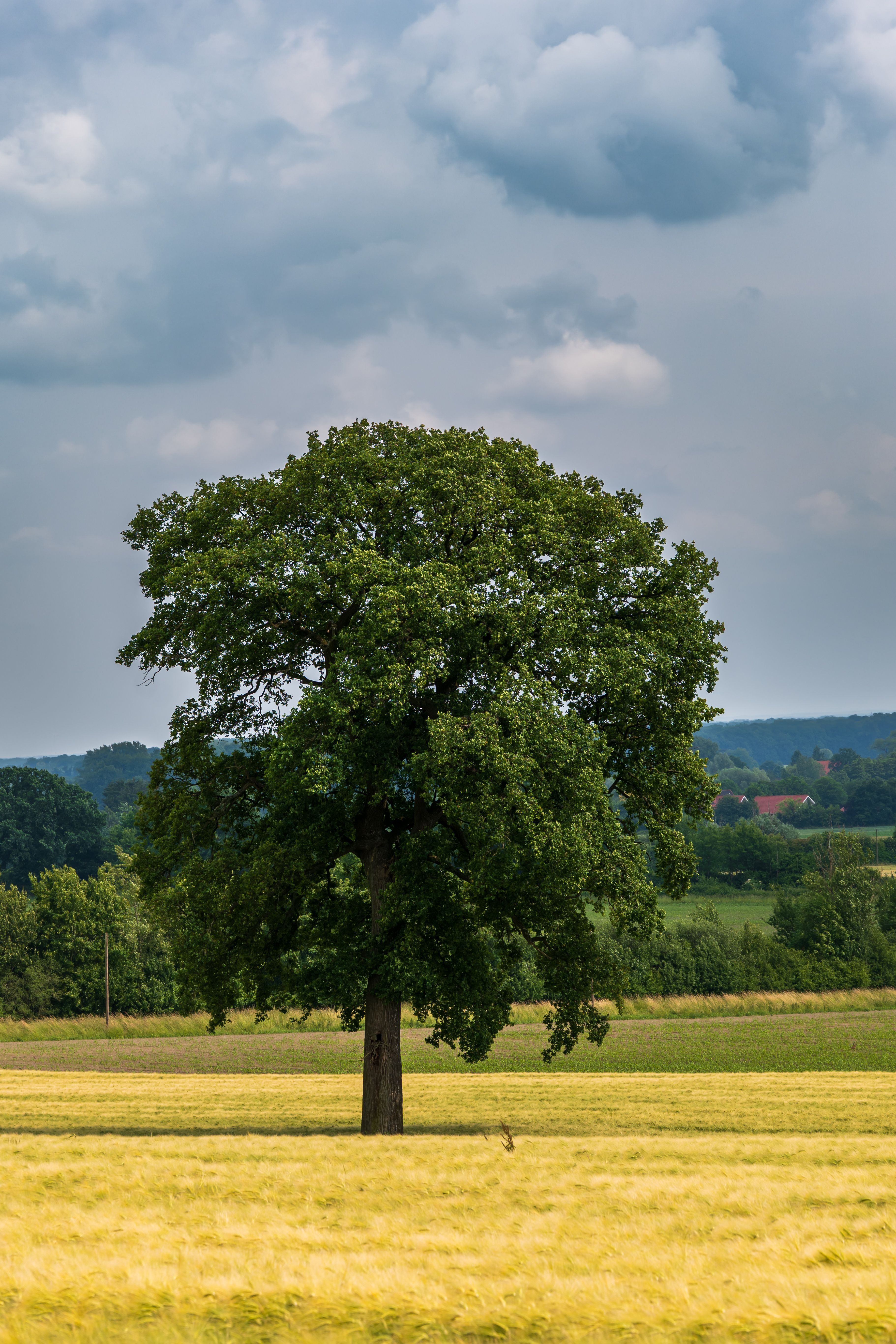 Árbol Solitario En Un Campo De Verano Bajo Un Cielo Nublado · Foto de ...