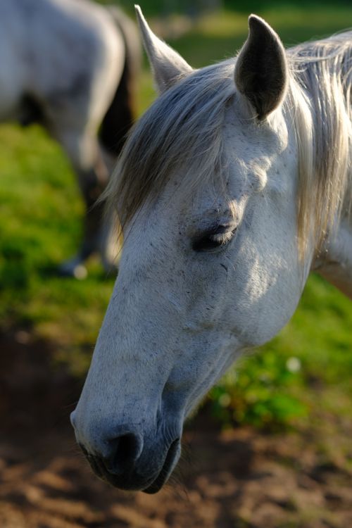 Free Close-up of a white horse with a flowing mane grazing in a lush green pasture. Stock Photo