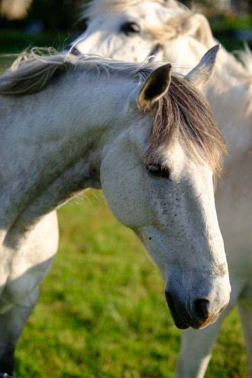 Graceful White Horses in a Sunlit Meadow · Free Stock Photo