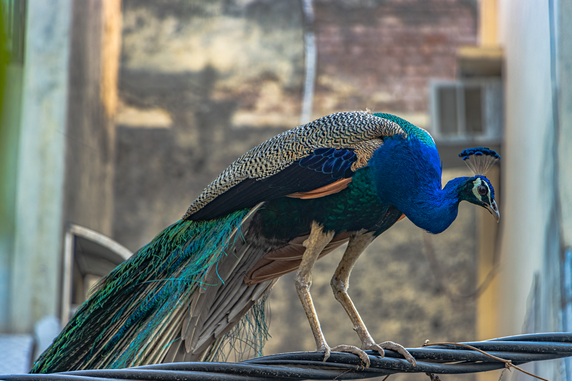 A majestic Indian peacock perched on a wire in an urban Delhi setting, vibrant colors on display.