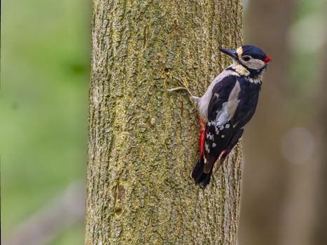Captivating image of a Great Spotted Woodpecker perched on a tree in the forest.