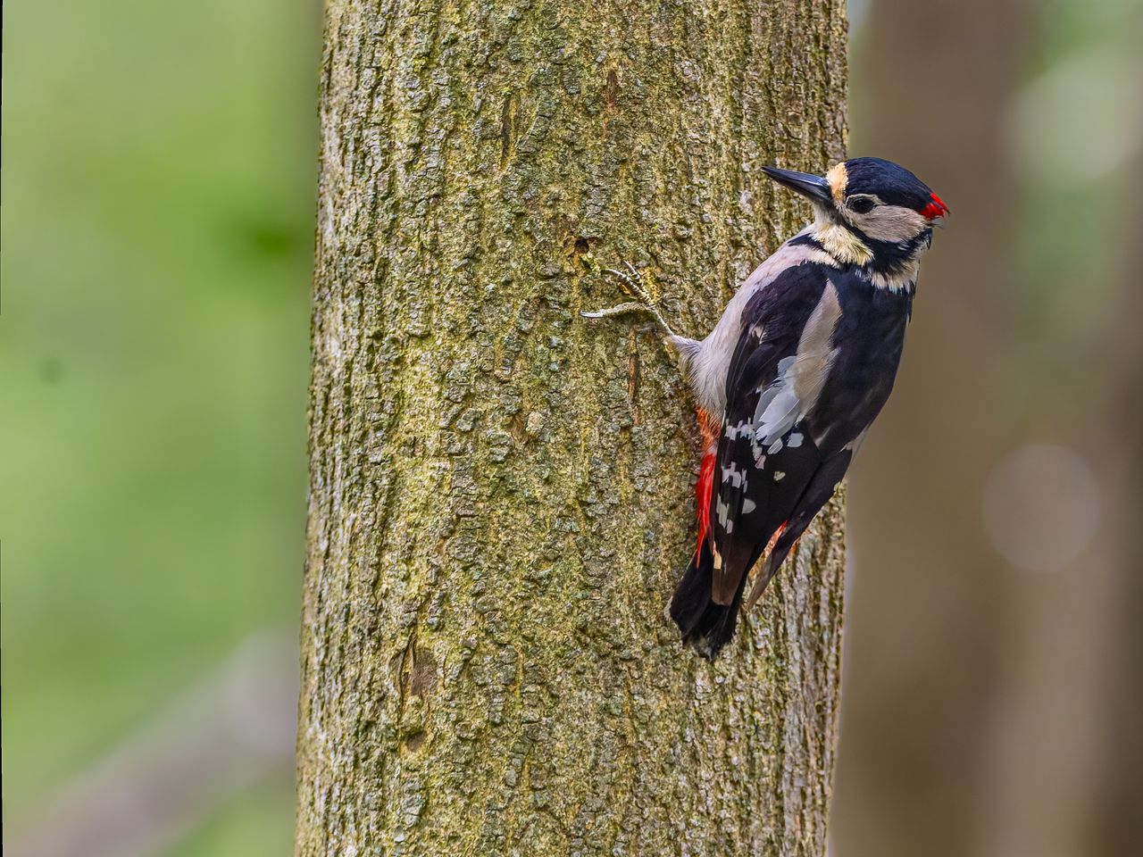 captivating image of a great spotted woodpecker perched on a tree in t