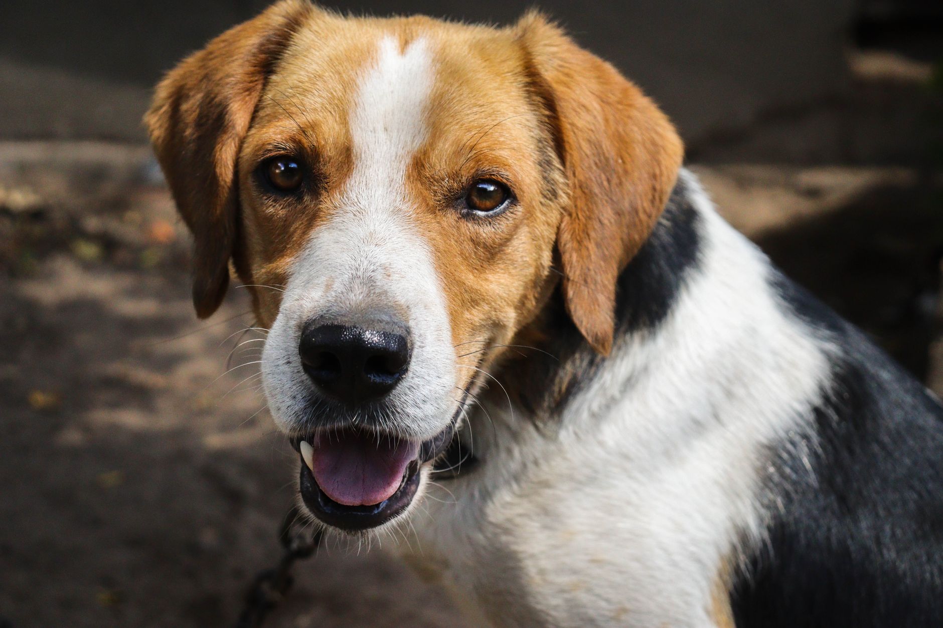 Beagle or Not? Test Your Dog Breed Knowledge
