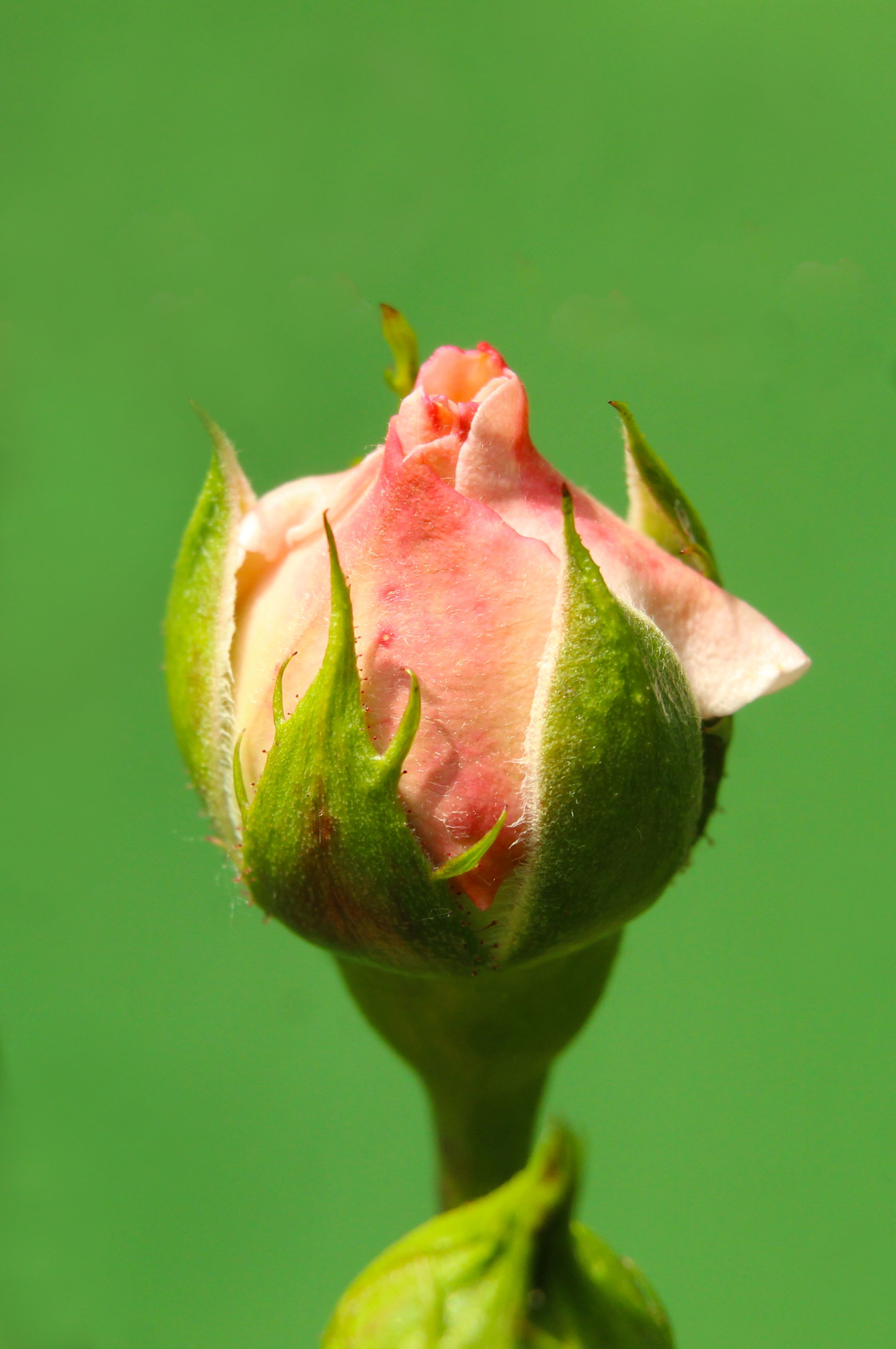 Rosebud