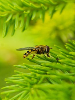 Close-up of a hoverfly on vibrant green pine needles showing intricate details.