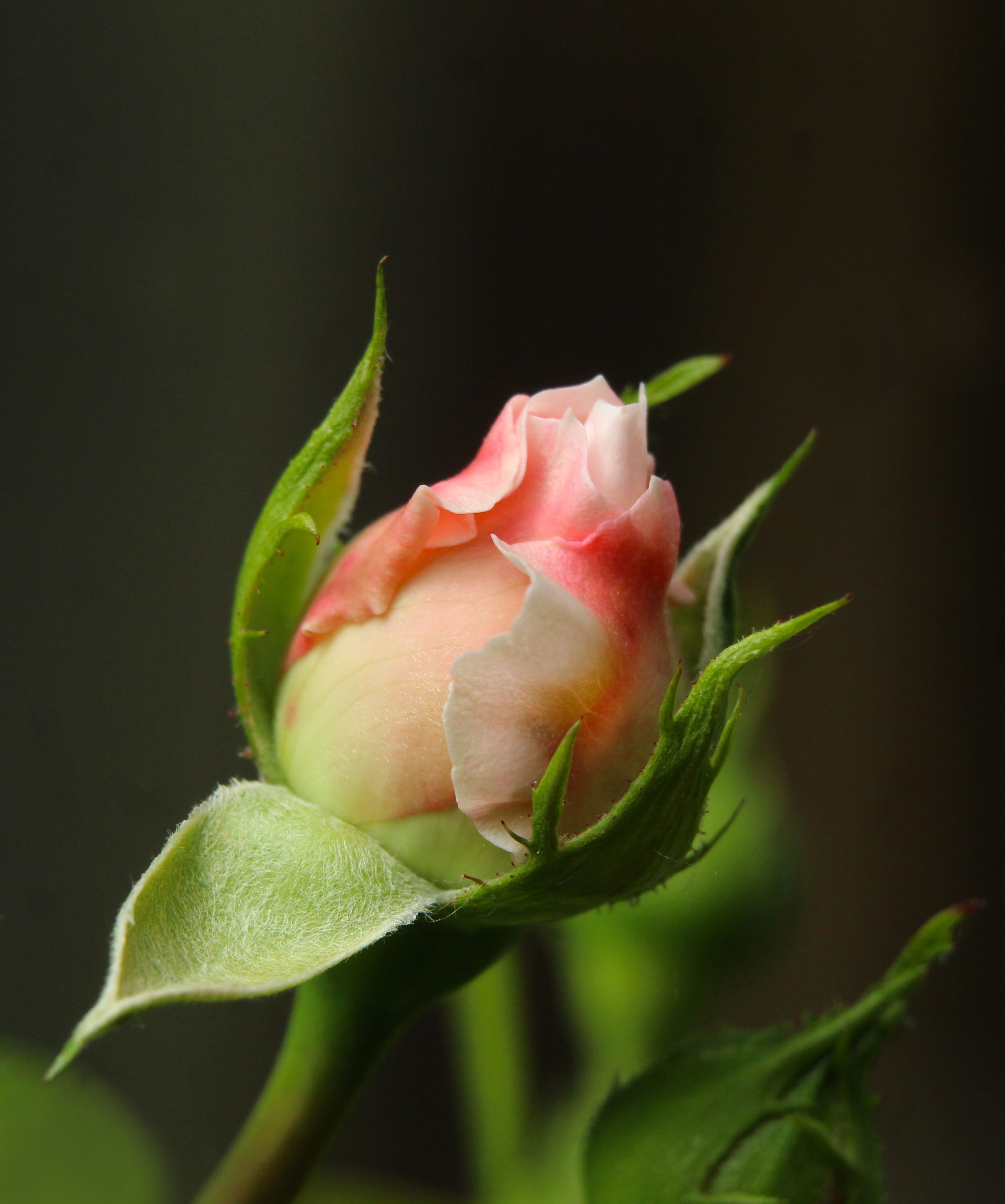 Close-Up of a Pink Rosebud in Bloom · Free Stock Photo