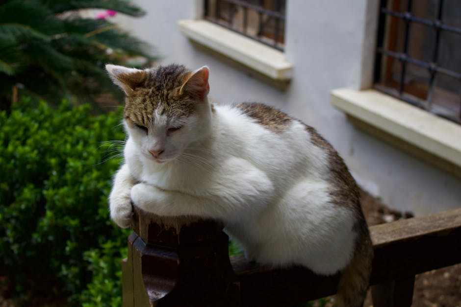 Your Ultimate Guide to Pet Sitting Services