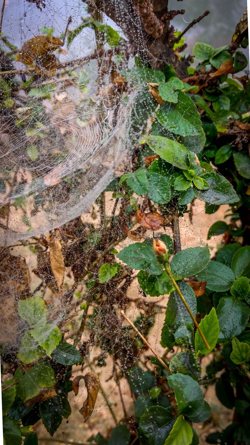 Ilustración sobre Cobertura de Daños por Filtraciones de Agua en el Seguro de Hogar: Lo que Cubre y lo que No