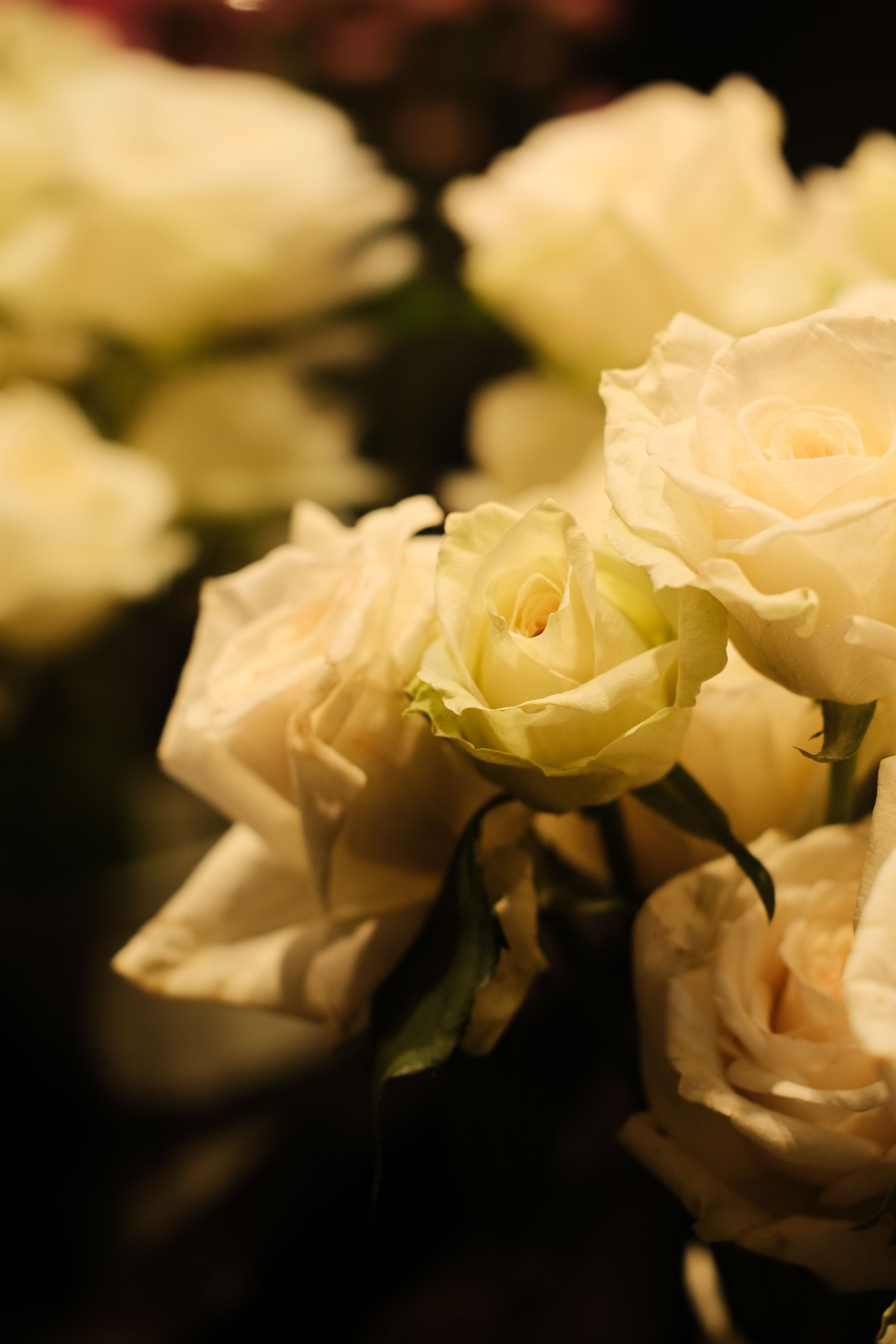 Elegant Bouquet of White Roses in Soft Light · Free Stock Photo