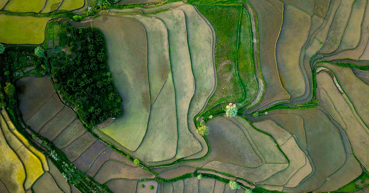 台灣美濃147香米飄香非洲 成功打入南非市場 國際聲譽大提升