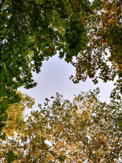 Fotobanka s bezplatnými fotkami na tému jesenné lístie, listy, modrá obloha