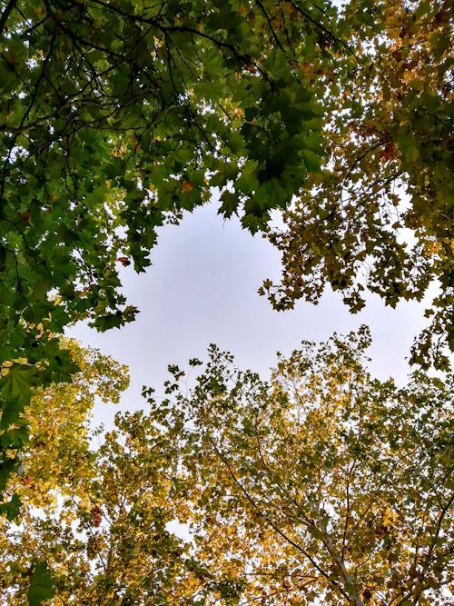 Foto profissional grátis de árvore de bordo, céu azul, filiais