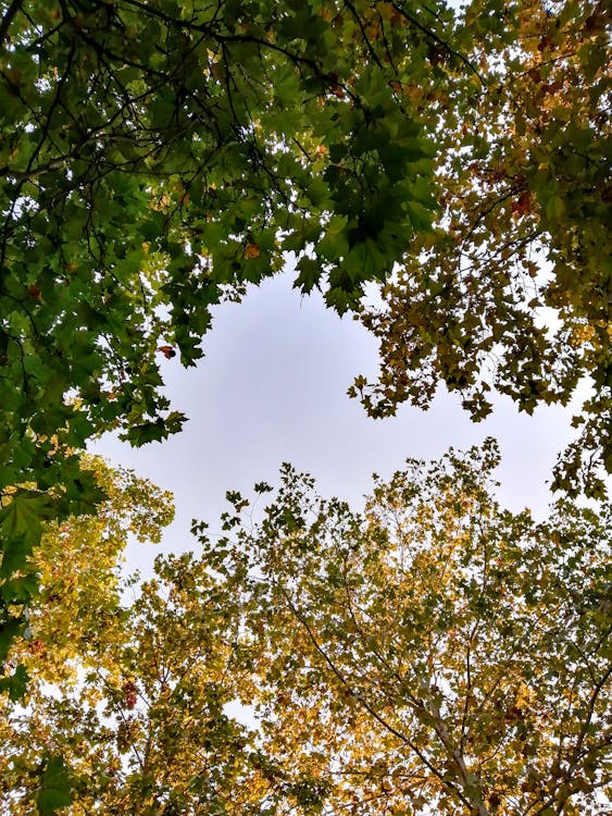 Fotos de stock gratuitas de árbol de arce, caer, cielo azul