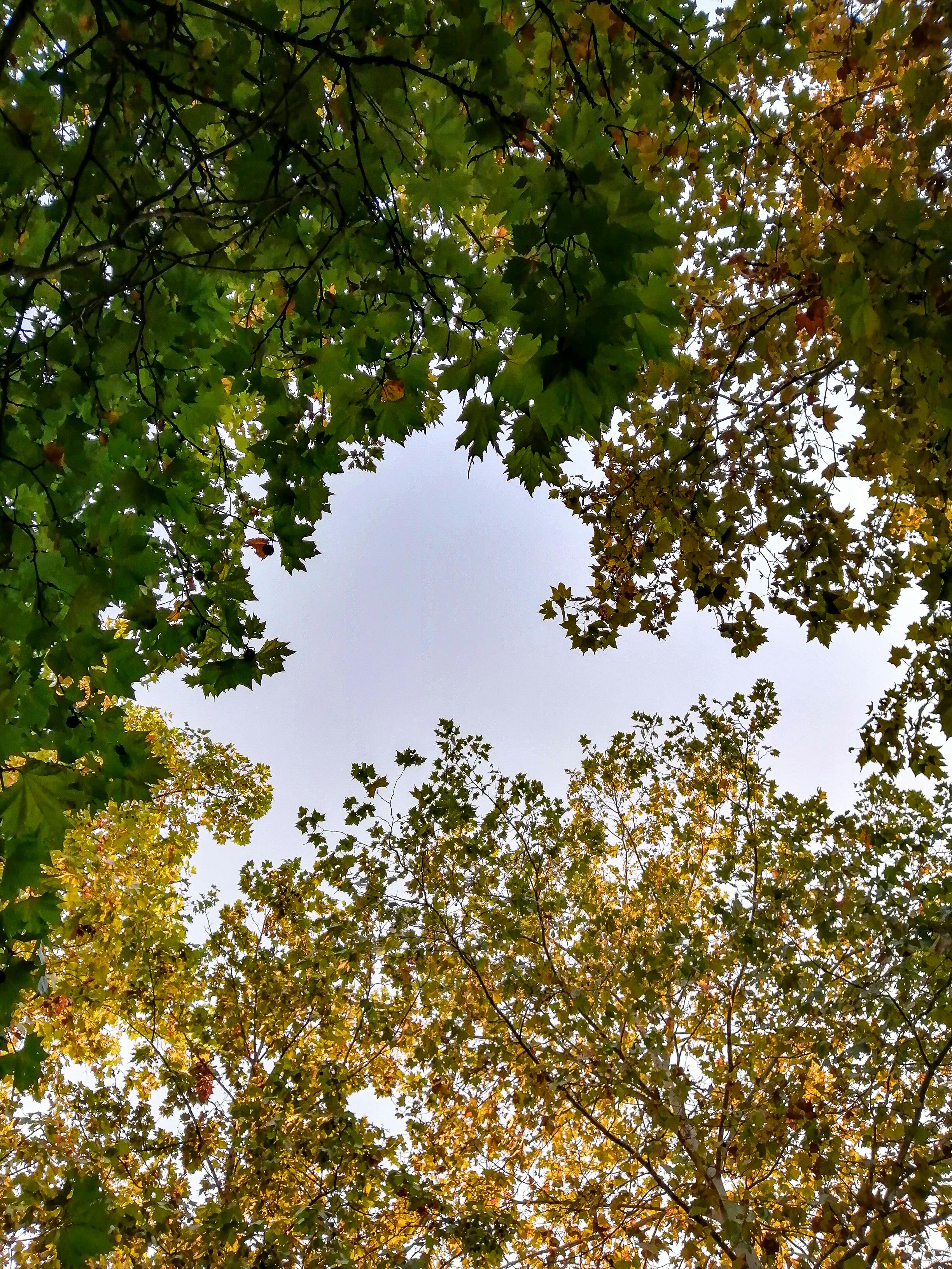 100,000+ Best Maple Tree Photos · 100% Free Download · Pexels Stock Photos