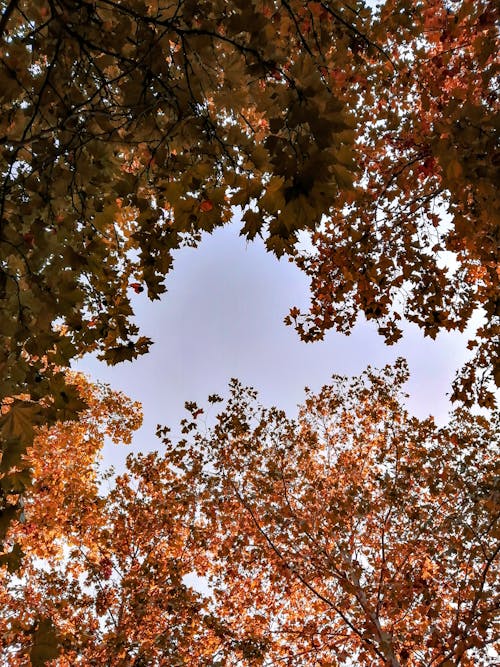 Gratis stockfoto met blauwe lucht, droge bladeren, esdoorn